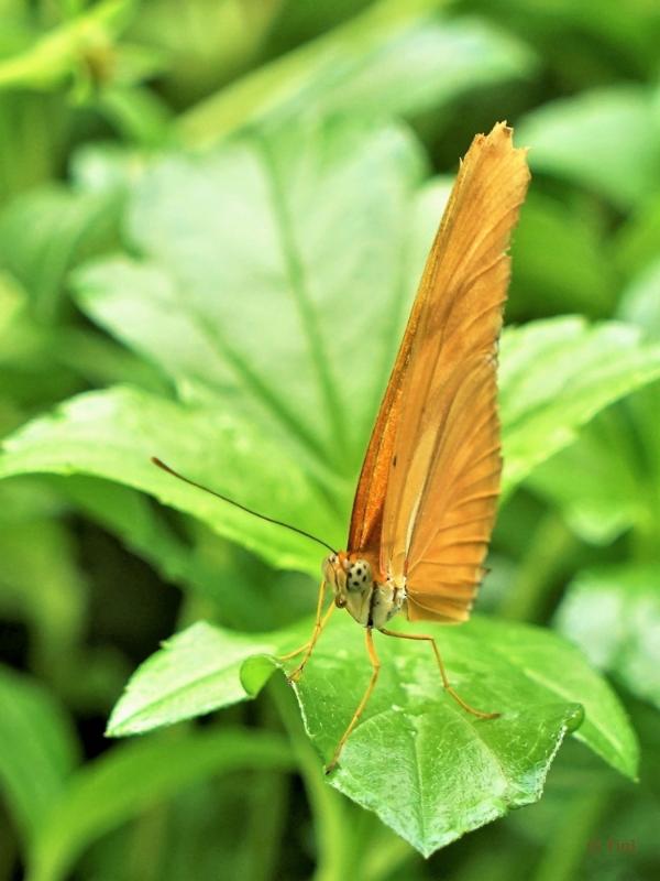 bdFoto 8.JPG - Artis en de hortus botanicus